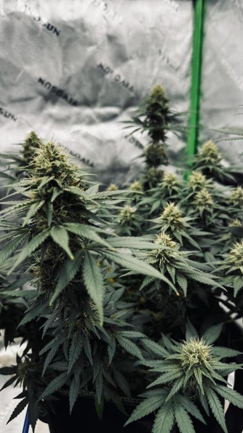Grow 7.3 Kannabia | Mexican Sativa Fem.. Week 9