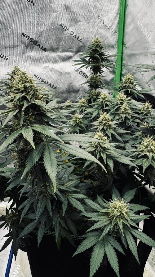 Grow 7.3 Kannabia | Mexican Sativa Fem.. Week 9