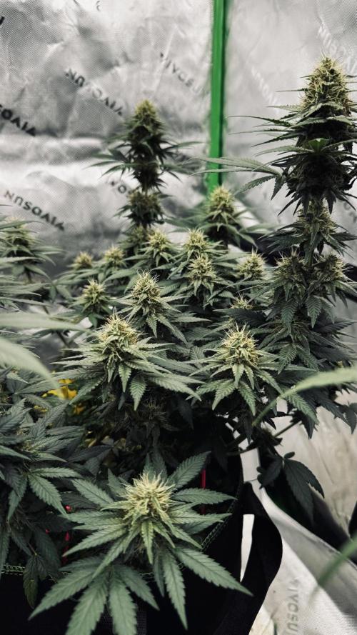 Grow 7.3 Kannabia | Mexican Sativa Fem.. Week 9