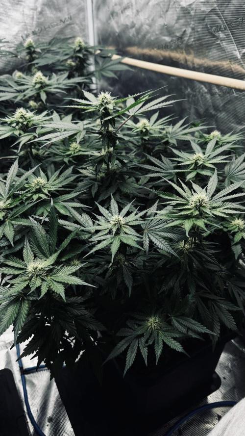 Grow 7.1  | Doctors Choice | DC Kush. Week 9