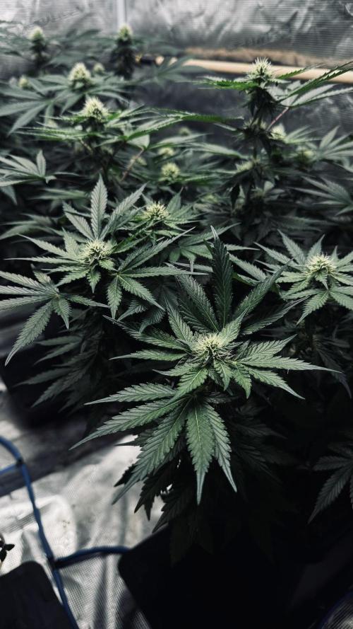 Grow 7.1  | Doctors Choice | DC Kush. Week 9