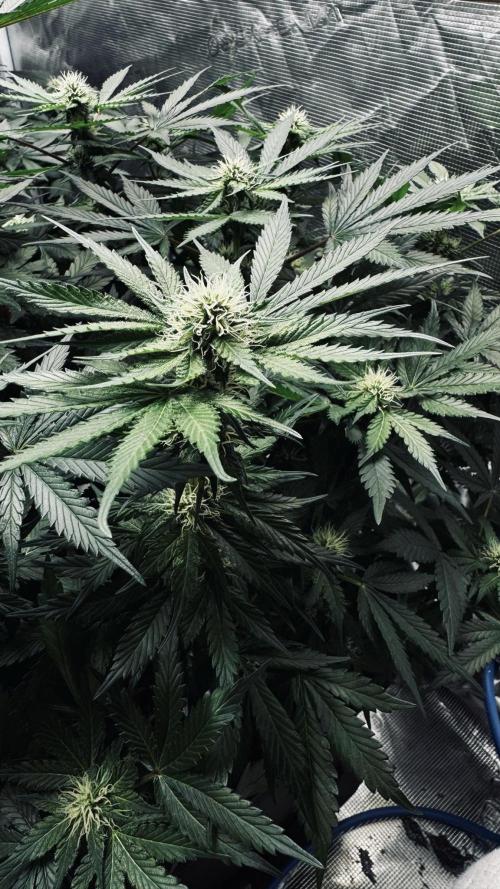 Grow 7.1  | Doctors Choice | DC Kush. Week 9
