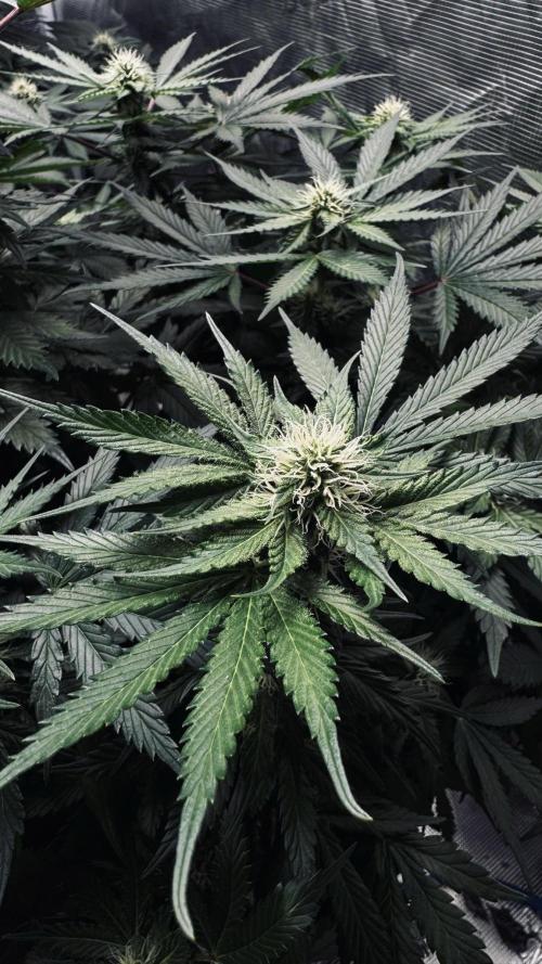 Grow 7.1  | Doctors Choice | DC Kush. Week 9
