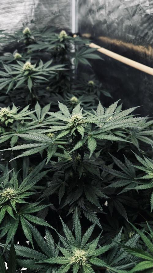 Grow 7.1  | Doctors Choice | DC Kush. Week 9