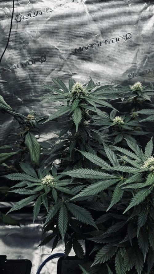 Grow 7.1  | Doctors Choice | DC Kush. Week 9