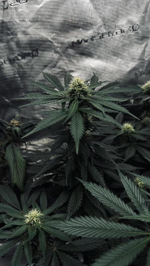 Grow 7.1  | Doctors Choice | DC Kush. Week 9