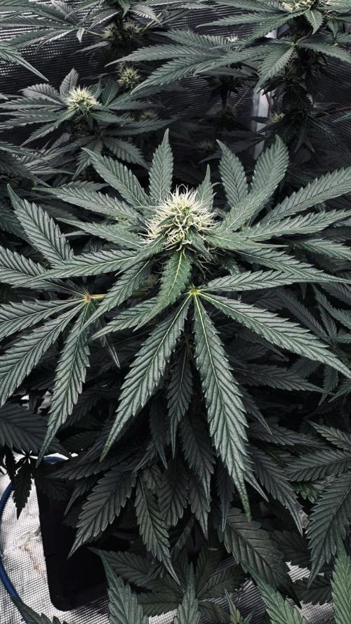 Grow 7.1  | Doctors Choice | DC Kush. Week 9