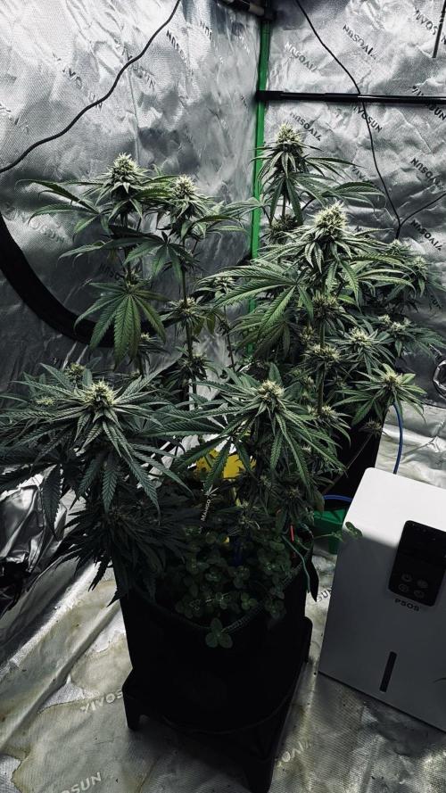 Grow 7.6 | Green House | Super Banana. Week 9