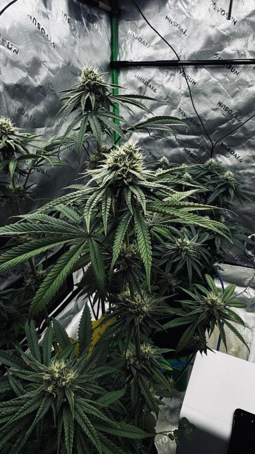 Grow 7.6 | Green House | Super Banana. Week 9