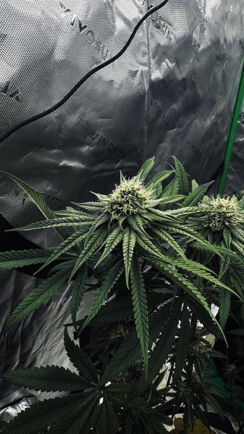 Grow 7.6 | Green House | Super Banana. Week 9