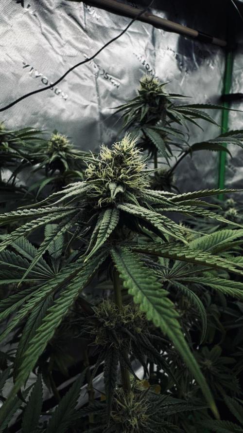 Grow 7.6 | Green House | Super Banana. Week 9
