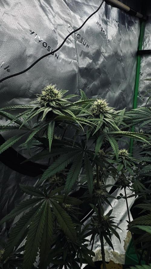 Super Banana Mango (Super Lemon Haze x GM). Week 9