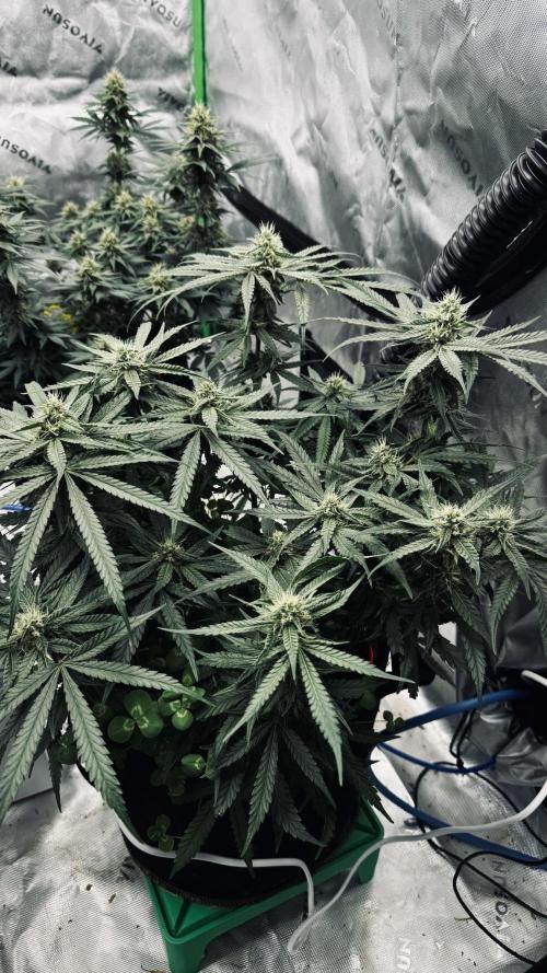 Grow 7.5 | Green House | Shishka Lemon. Week 9