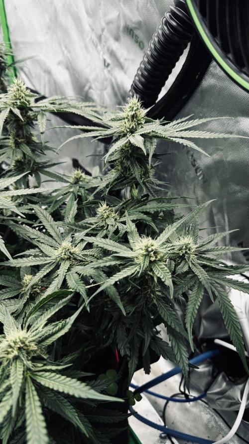 Grow 7.5 | Green House | Shishka Lemon. Week 9