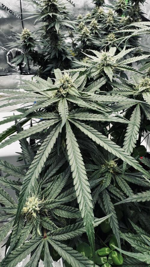 Grow 7.5 | Green House | Shishka Lemon. Week 9