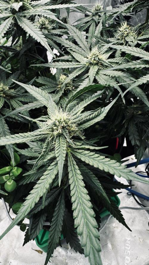 Grow 7.5 | Green House | Shishka Lemon. Week 9