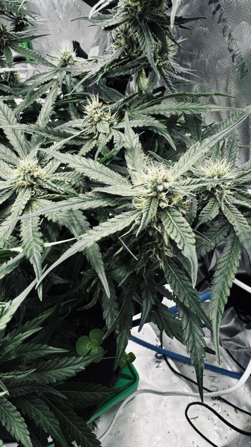 Grow 7.5 | Green House | Shishka Lemon. Week 9