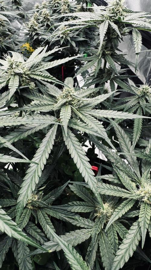 Grow Tent S108 120"x120"x80". Week 9