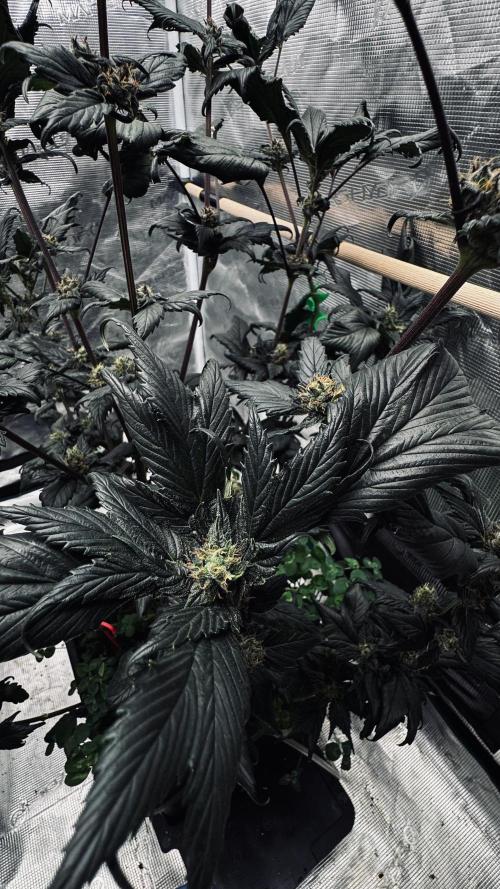 Grow 7.7 | Terpyz | Spicy Temp. RG. Week 10