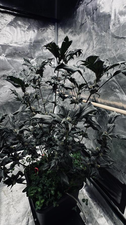 Grow 7.7 | Terpyz | Spicy Temp. RG. Week 10