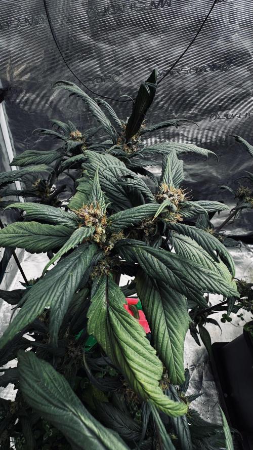 Grow 7.7 | Terpyz | Spicy Temp. RG. Week 10
