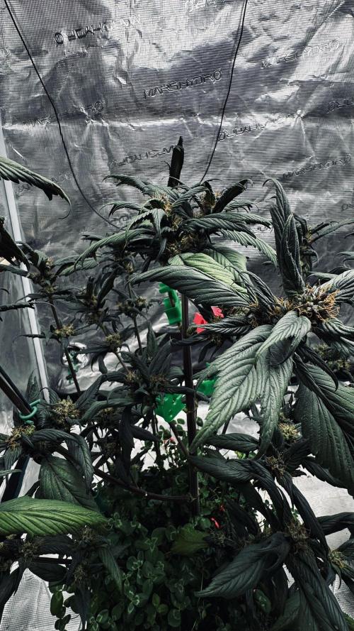 Grow 7.7 | Terpyz | Spicy Temp. RG. Week 10