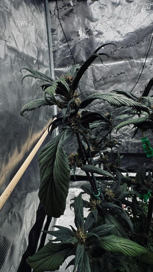 Grow 7.7 | Terpyz | Spicy Temp. RG. Week 10