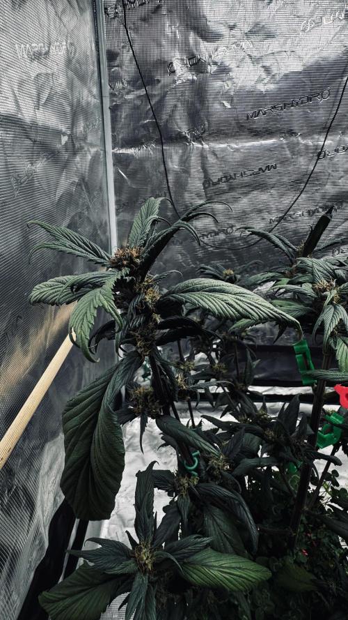 Grow 7.7 | Terpyz | Spicy Temp. RG. Week 10