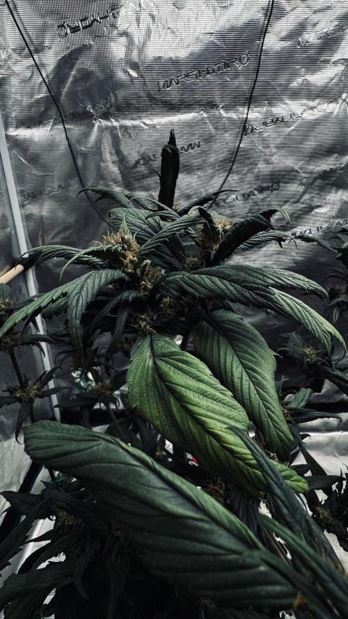 Grow 7.7 | Terpyz | Spicy Temp. RG. Week 10