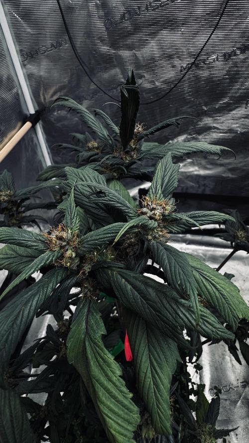 Grow 7.7 | Terpyz | Spicy Temp. RG. Week 10