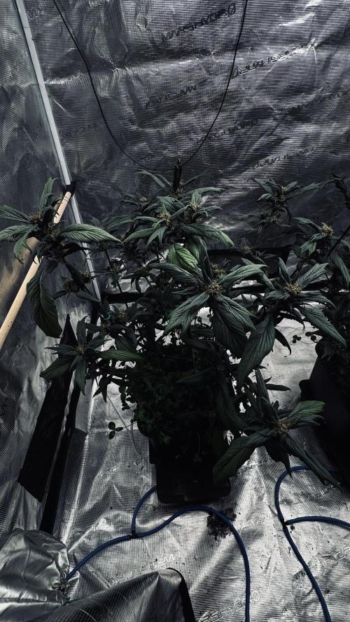 Grow 7.7 | Terpyz | Spicy Temp. RG. Week 10