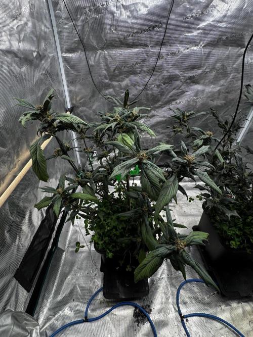 Grow 7.7 | Terpyz | Spicy Temp. RG. Week 10