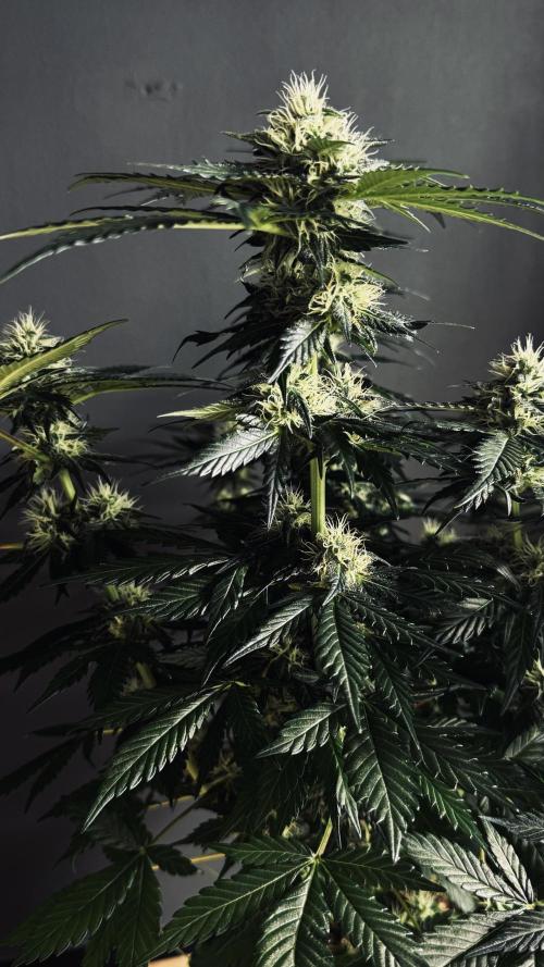 Grow 7.1  | Doctors Choice | DC Kush. Week 10