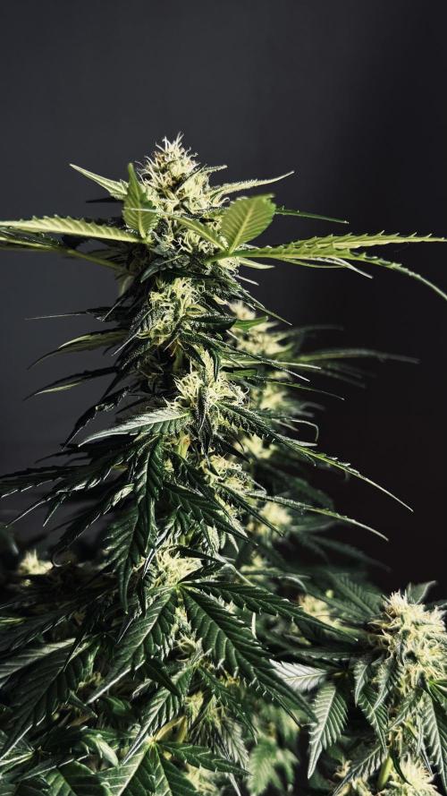 Grow 7.1  | Doctors Choice | DC Kush. Week 10