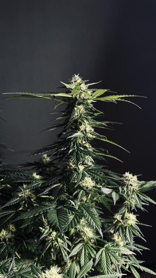 Grow 7.1  | Doctors Choice | DC Kush. Week 10