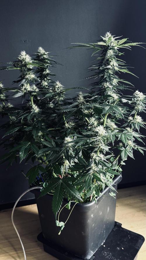 Grow 7.1  | Doctors Choice | DC Kush. Week 10