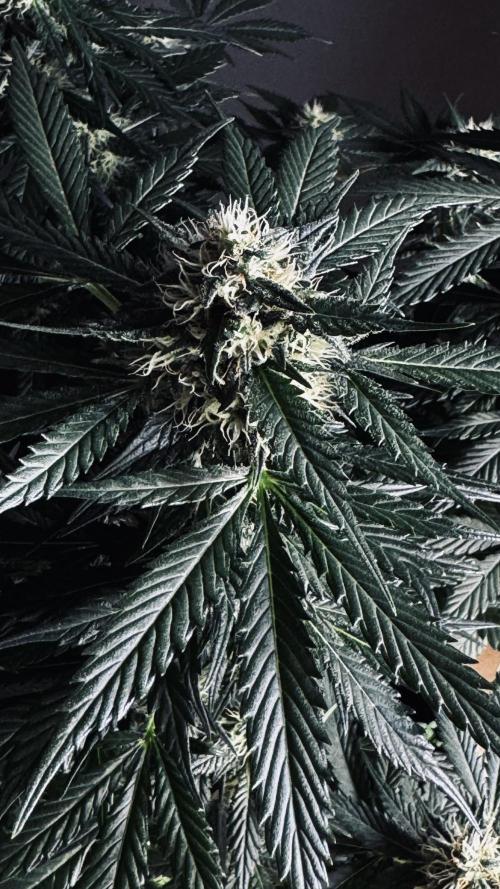 Grow 7.1  | Doctors Choice | DC Kush. Week 10