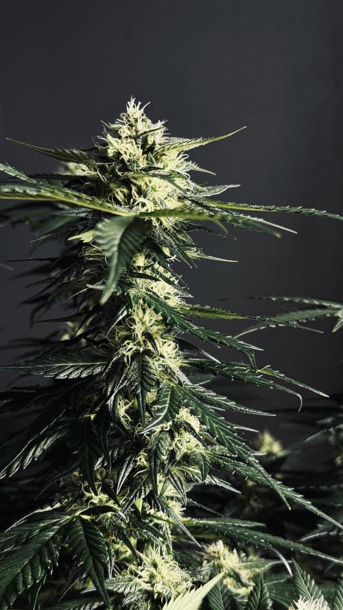 Grow 7.1  | Doctors Choice | DC Kush. Week 10