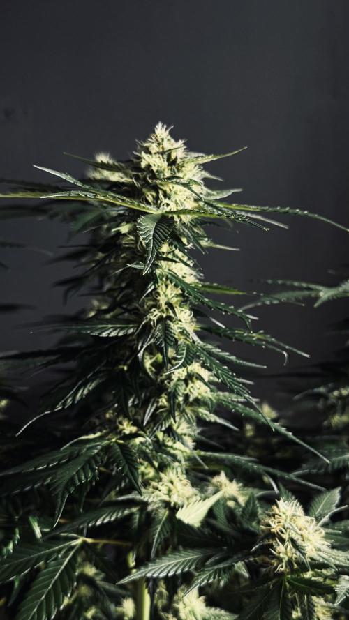 Grow 7.1  | Doctors Choice | DC Kush. Week 10
