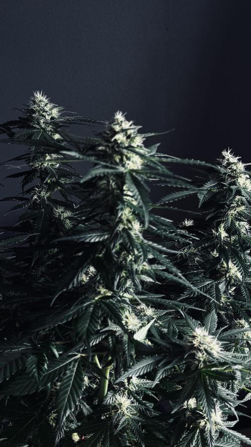 Grow 7.1  | Doctors Choice | DC Kush. Week 10