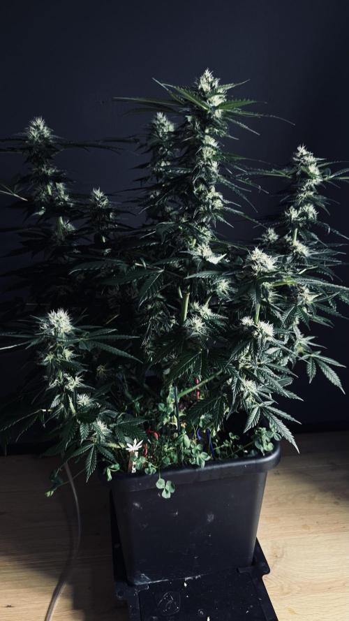 Grow 7.1  | Doctors Choice | DC Kush. Week 10