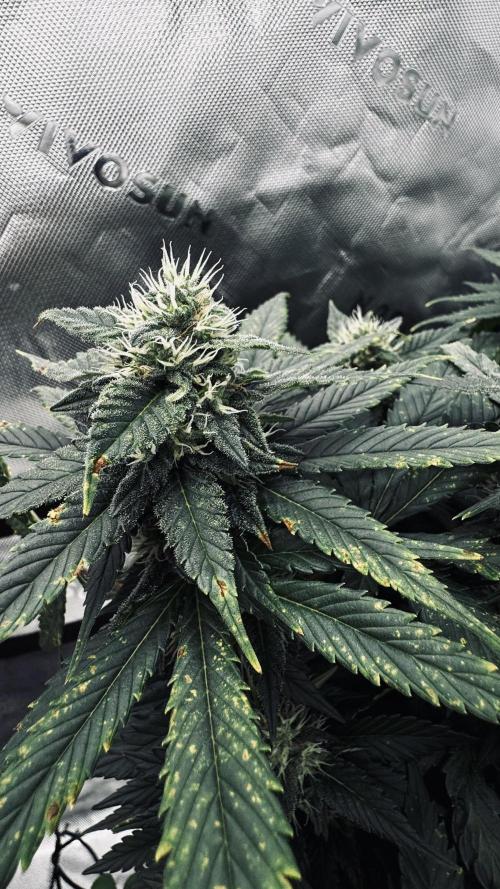 Grow 7.4 | Zamnesia| GMO Cookies. Week 10