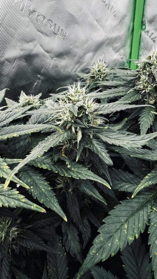 Grow 7.4 | Zamnesia| GMO Cookies. Week 10