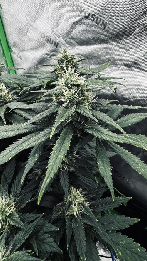 Grow 7.4 | Zamnesia| GMO Cookies. Week 10