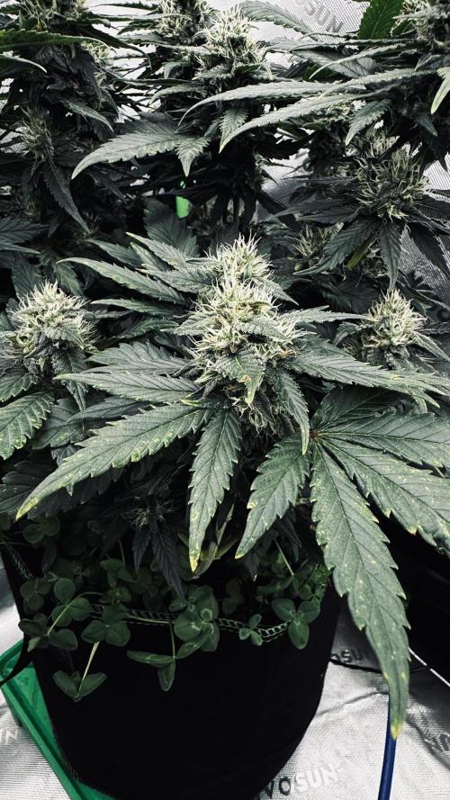 Grow 7.4 | Zamnesia| GMO Cookies. Week 10