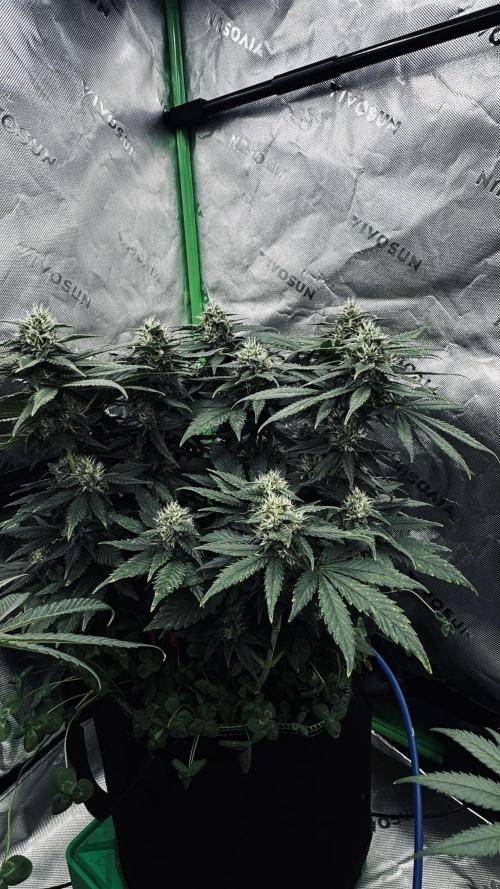 Grow 7.4 | Zamnesia| GMO Cookies. Week 10