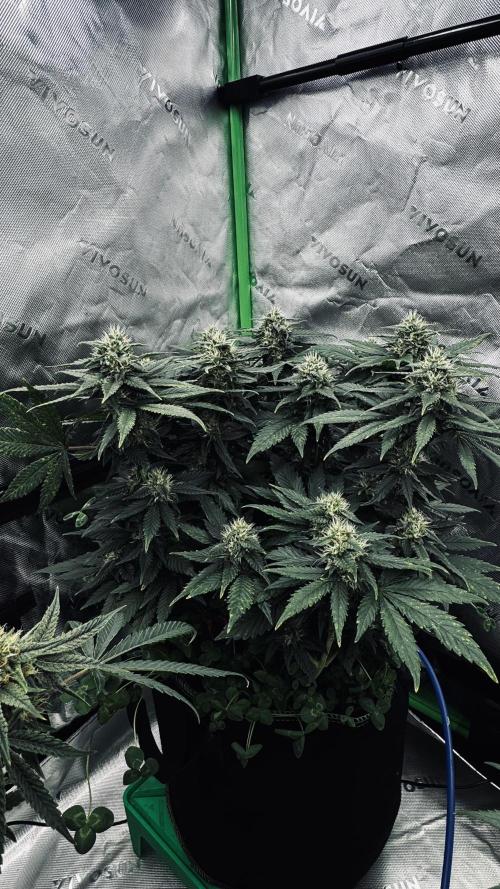 Grow 7.4 | Zamnesia| GMO Cookies. Week 10