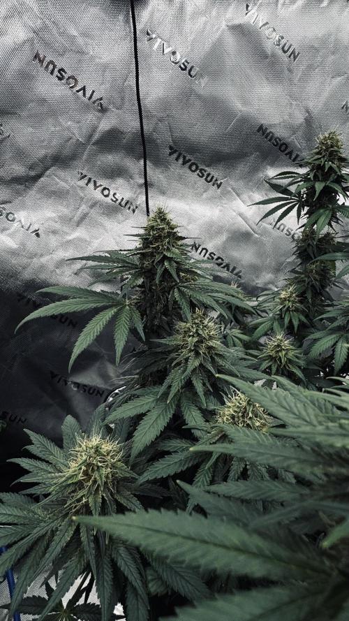 Grow 7.3 Kannabia | Mexican Sativa Fem.. Week 10