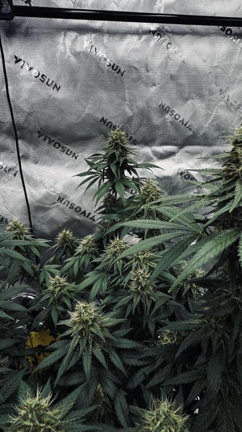 Grow 7.3 Kannabia | Mexican Sativa Fem.. Week 10