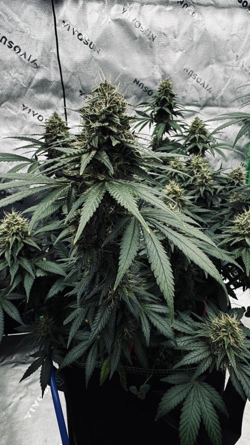 Grow 7.3 Kannabia | Mexican Sativa Fem.. Week 10